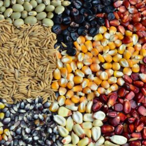 Sementes Certificadas para horticolas diversas, milho, gergelim, amendoim, soja e bata reno.